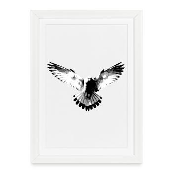 Faucon noir et blanc - Affiche encadrée (27 × 37 cm) - blanc - Devant
