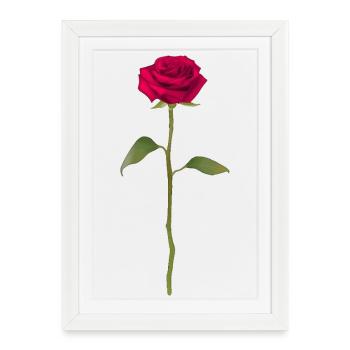 Rose - Affiche encadrée (27 × 37 cm) - blanc - Devant