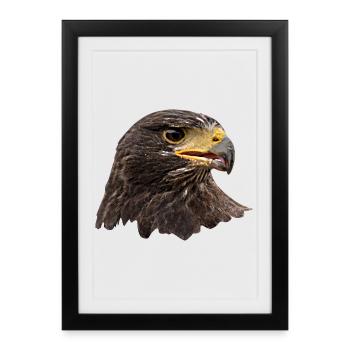 Aigle, Faucon, Fauconnerie, Oiseau de proie de fauconnerie, Brun - Affiche encadrée (27 × 37 cm) - noir - Devant