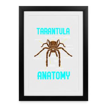 Anatomie de l’araignée tarante - Graphique drôle - Affiche encadrée (27 × 37 cm) - noir - Devant