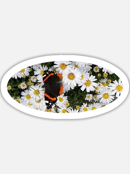 Red Admiral Butterfly auf Asters - Sticker Größe L (20 x 20 cm) - Mattweiß