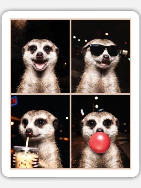 Meerkat Erdmännchen - Sticker Größe L (20 x 20 cm) - Mattweiß
