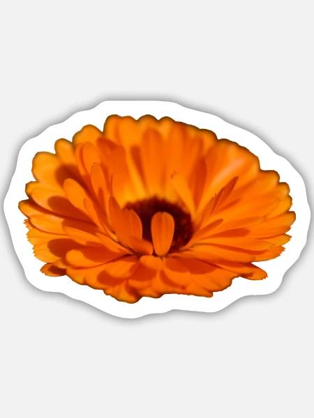 Ringelblume - Sticker Größe M (15 x 15 cm) - Mattweiß