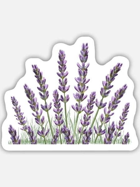 Lavendel Lavendelhalme - Sticker Größe M (15 x 15 cm) - Mattweiß