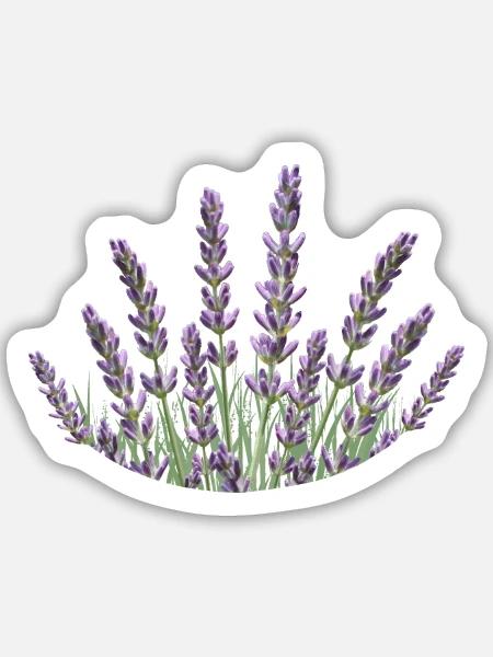 Lavendelhalme Lavendel - Sticker Größe M (15 x 15 cm) - Mattweiß