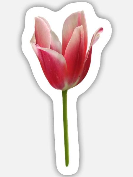 pinke Tulpe - Sticker Größe M (15 x 15 cm) - Mattweiß
