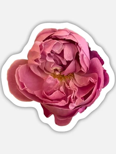 Elegante rosa Rosenblüte - Sticker Größe M (15 x 15 cm) - Mattweiß