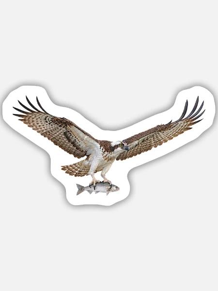 Fischadler - Sticker Größe M (15 x 15 cm) - Mattweiß