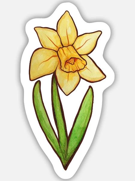 Narzissen-Aquarellblüte - Sticker Größe M (15 x 15 cm) - Mattweiß