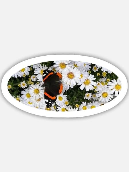 Red Admiral Butterfly auf Asters - Sticker Größe M (15 x 15 cm) - Mattweiß