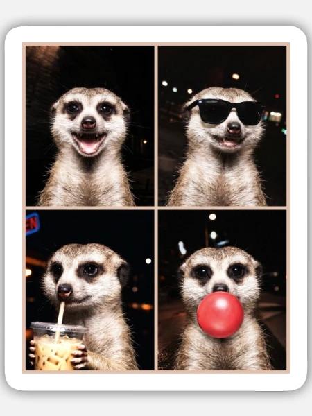 Meerkat Erdmännchen - Sticker Größe M (15 x 15 cm) - Mattweiß
