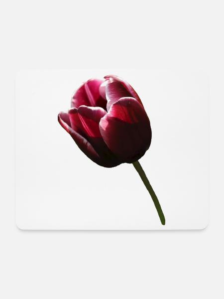 Tulpe Tulpen - Mousepad (Querformat) - Weiß