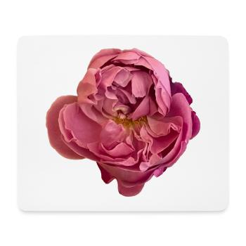 Elegante rosa Rosenblüte - Mousepad (Querformat) - Weiß - Vorne