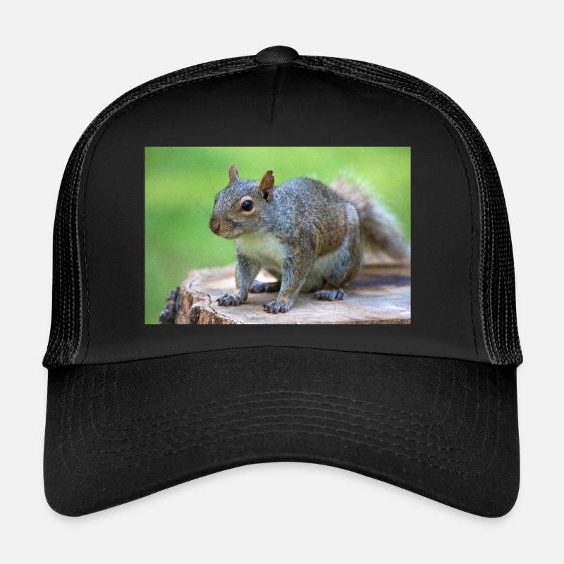 Écureuil gris Grauhörnchen Sciurus carolinensis Casquette trucker 