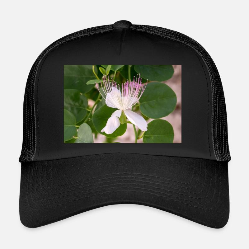 câpre aussi Flinders rose Capparis spinosa Casquette trucker 