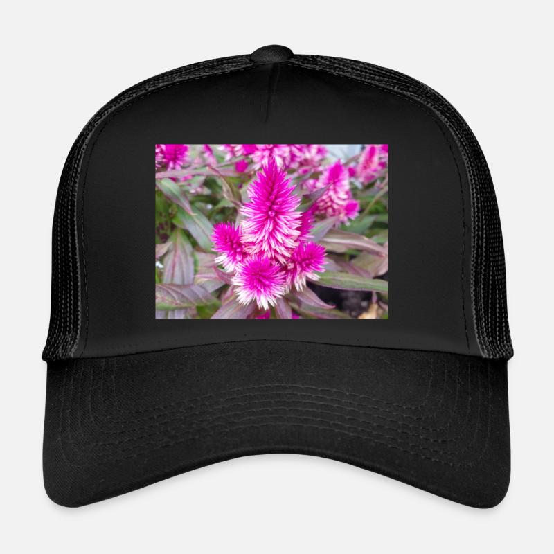 crête de coq aussi coq argenté Celosia argentea Casquette trucker 