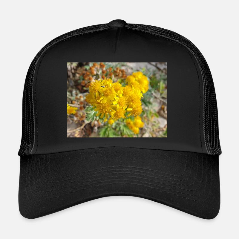 Jacobaea maritima aussi ragwort argenté Greiskraut Casquette trucker 