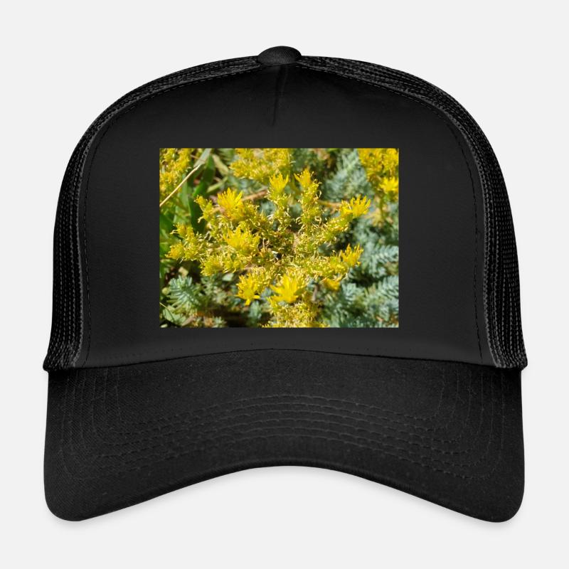 Goldmoos-Mauerpfeffer auch Moos-Mauerpfeffer Sedum acre Trucker Cap