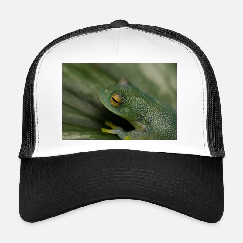 Cochranella granulosa- Glasfrosch, Laubfrosch Trucker Cap