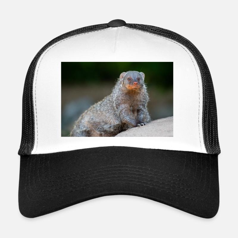 Mangouste à bandes Zèbre Mangouste Zebramanguste Casquette trucker 