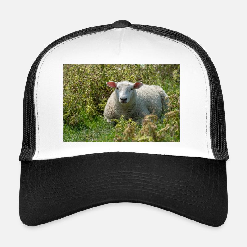 Moutons allongés dans l’herbe - Affiche Casquette trucker 