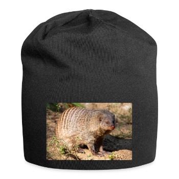 Mangouste baguée ou mangouste zébrée Zebramanguste - Bonnet en jersey - noir - Devant