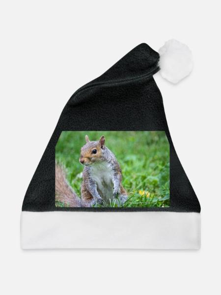 Grauhörnchen Sciurus carolinensis - Weihnachtsmütze - Schwarz/Weiß