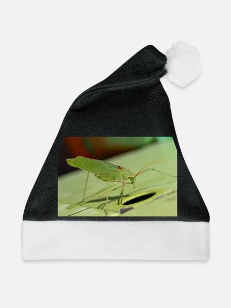 Krauss-Buschgrille Isophya kraussii - Weihnachtsmütze - Schwarz/Weiß