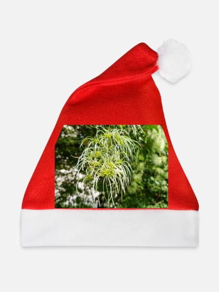 Traveller's Joy Clematis vitalba - Weihnachtsmütze - Rot