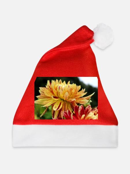 Dahlie gelb Blüte ,Blume - Weihnachtsmütze - Rot