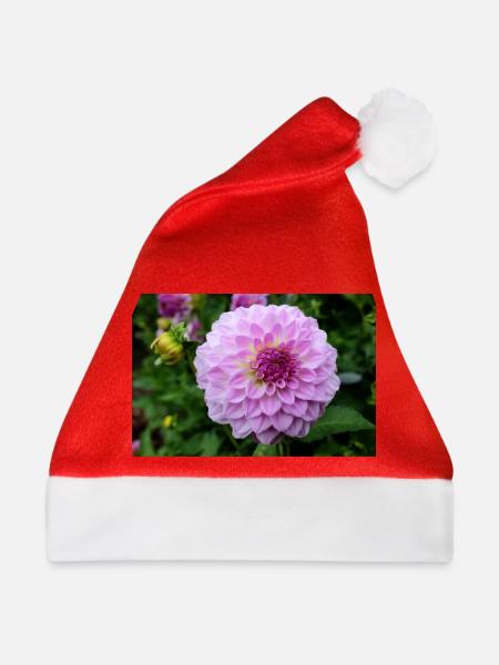 Dahlie pink rosa Blüte ,Blume - Weihnachtsmütze - Rot