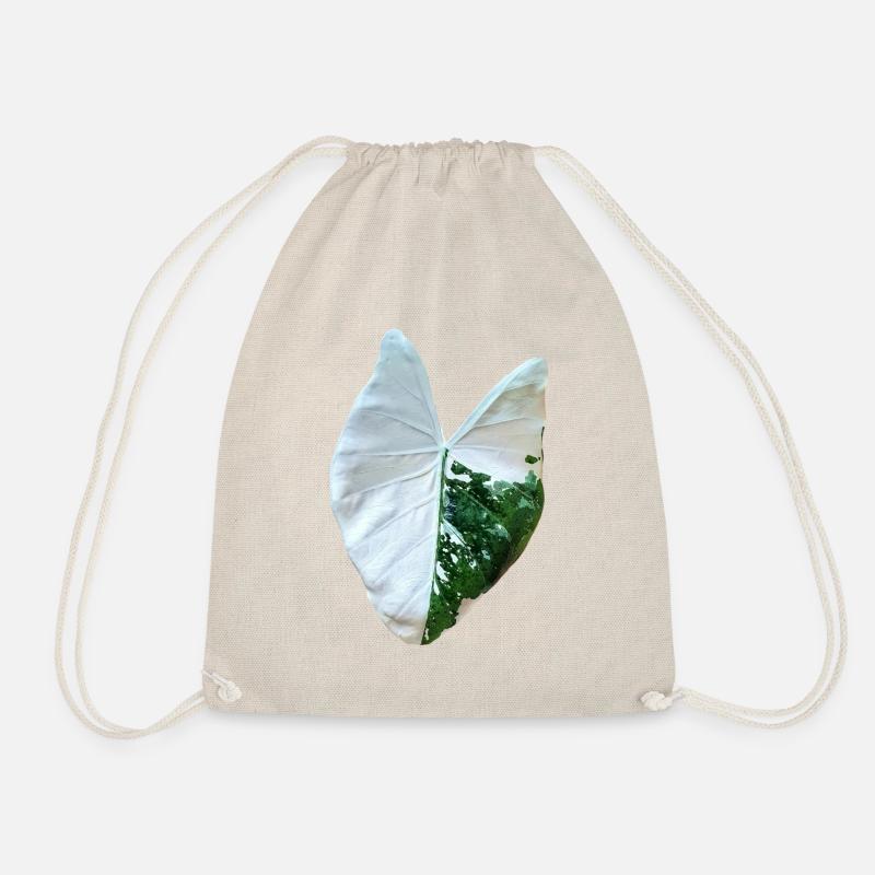alocasia macrorrhizos variegata _ نبات ألوكاسيا - Turnbeutel - Natur