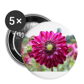Dahlie rot violett Blüte ,Blume - Buttons groß 56 mm (5er Pack) - Weiß - Vorne