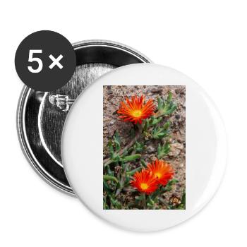 plante de glace rampante rustique plante de glace Delosperma - Lot de 5 grands badges (56 mm) - blanc - Devant