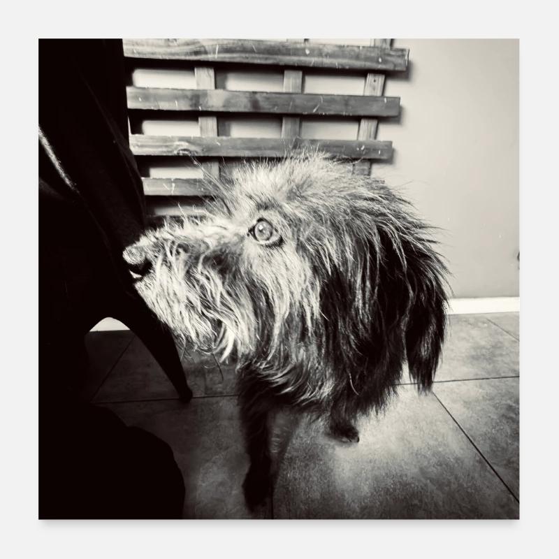 Look canin noir et blanc Poster 60 x 60 cm