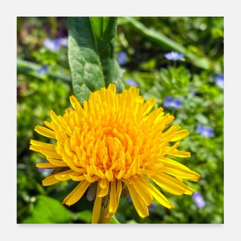 Wild dandelion in the spotlight 🌼 Poster 24" x 24" (60x60 cm)