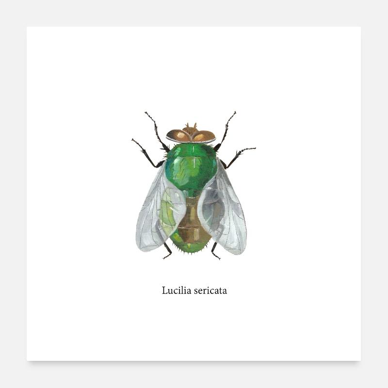 Goldfliege Poster 60 x 60 cm