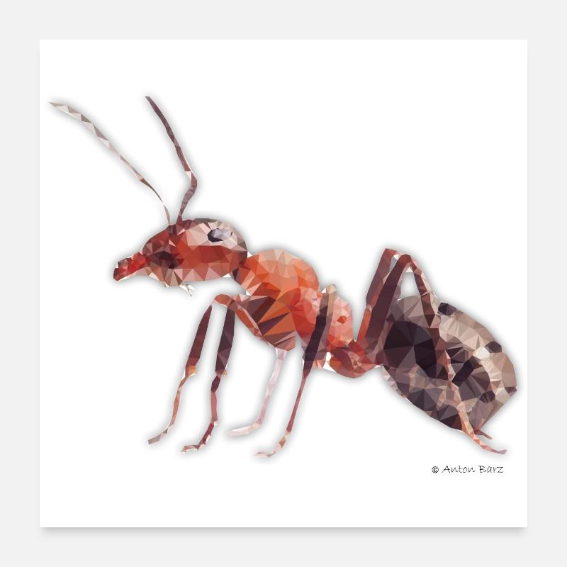Ameise - Poster 60x60 cm - Weiß