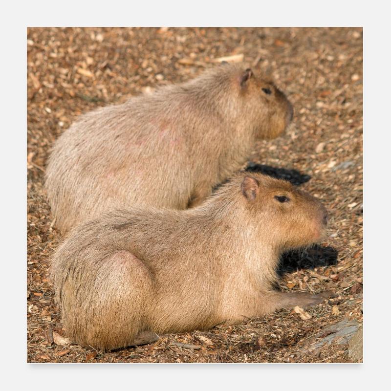 Capybara capybara (Hydrochoerus hydrochaeris) Poster 60 x 60 cm