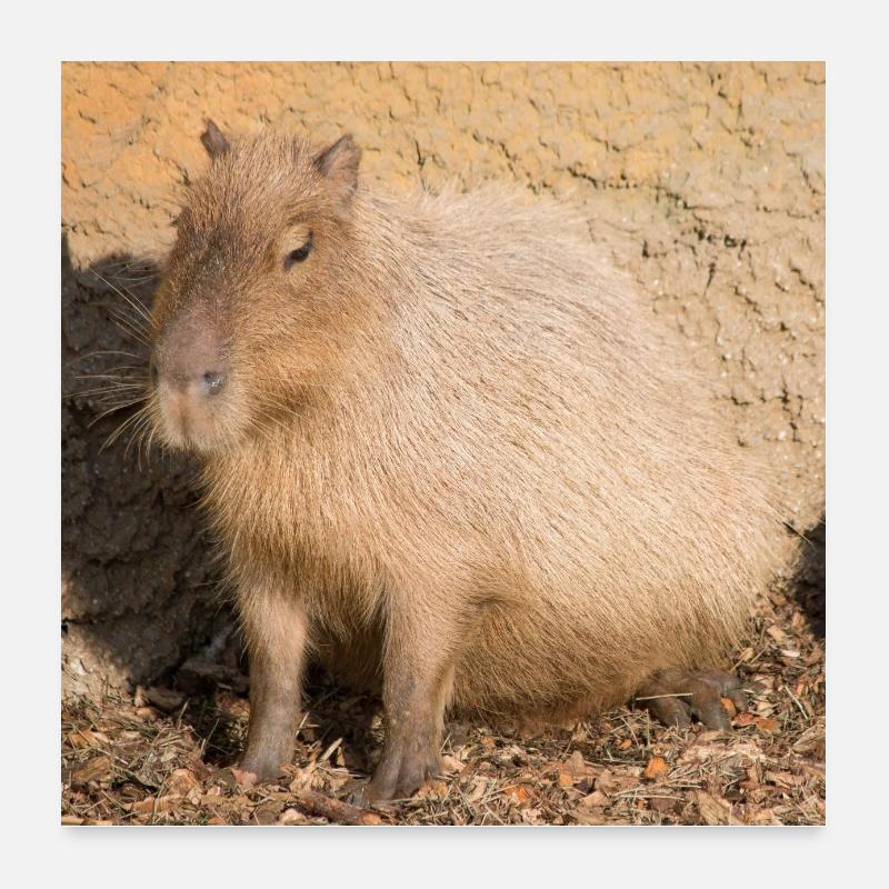 Capybara Wasserschwein (Hydrochoerus hydrochaeris) - Poster 60x60 cm - Weiß