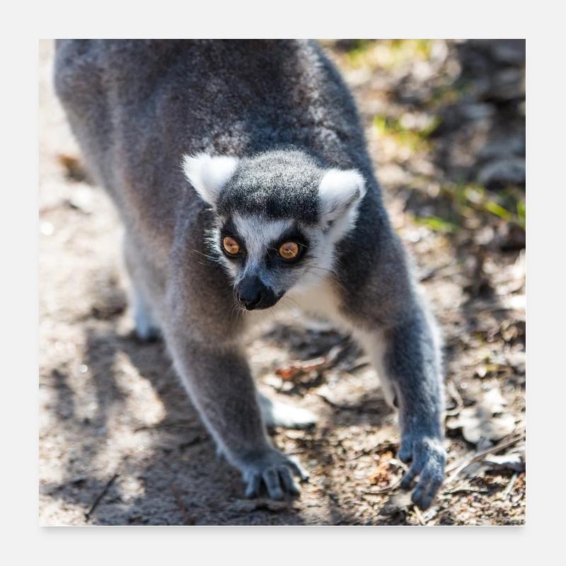 Katta (Lemur catta) Poster 60 x 60 cm