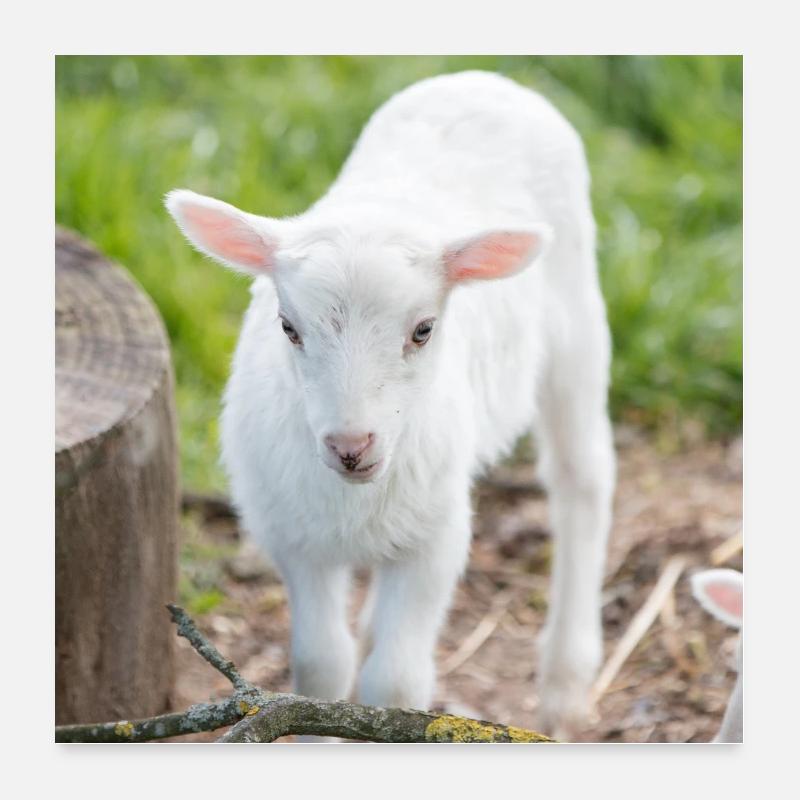 Lämmchen (Ovis) Lamm Poster 60x60 cm
