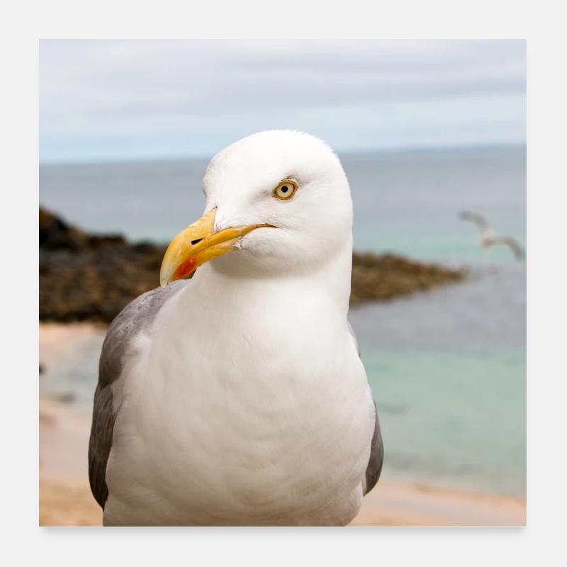 Herring gull (Larus argentatus) on the beach Herring Poster 24" x 24" (60x60 cm)