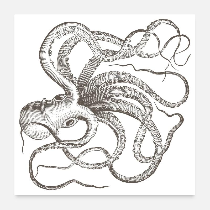 Octopus octopus Poster 24" x 24" (60x60 cm)
