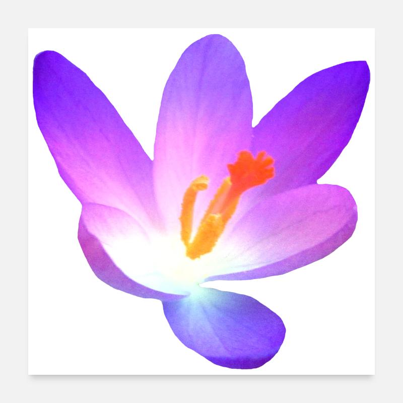 merveilleux crocus - fleur en violet au printemps Poster 60 x 60 cm