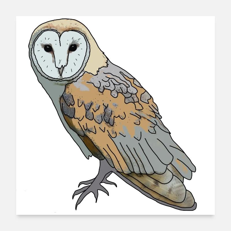 Eule - Schleiereule Poster 60x60 cm