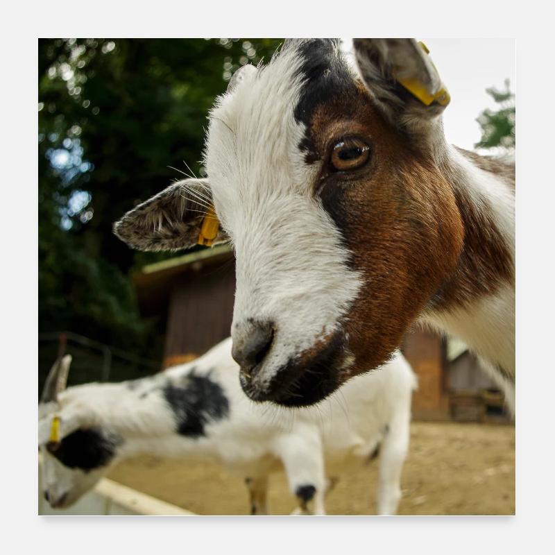 Ziege Poster 60x60 cm