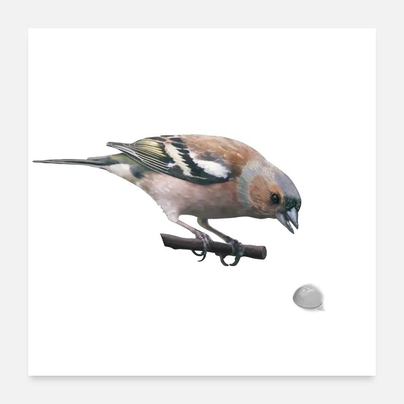 Chaffinch Poster 24" x 24" (60x60 cm)