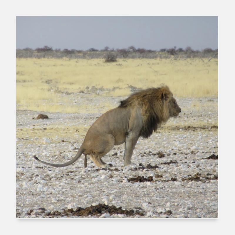 Lion takes a shit in Namibia Poster 24" x 24" (60x60 cm)