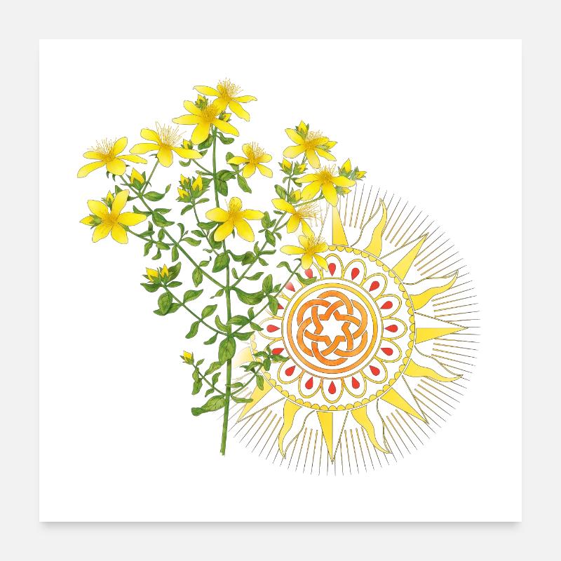 St. John's wort Poster 24" x 24" (60x60 cm)